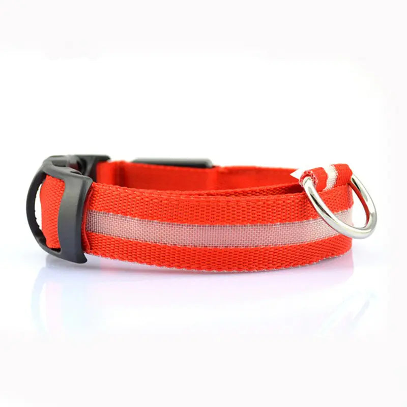 Dog and cat wearing LED safety collars together